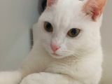 British shorthair Kızım 1 Yaşında