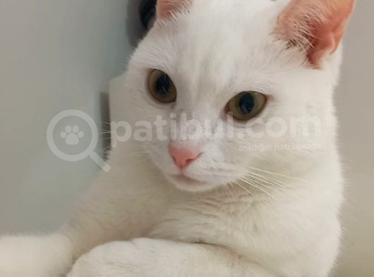 British Shorthair Kızım 1 Yaşında