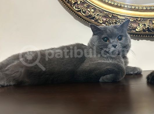 Sevgi Dolu Kızımızı Üzülerek Sahiplendiriyorum