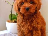 Tooy poodle cinsi yavrular DİŞİ erkek mevcuttur 
