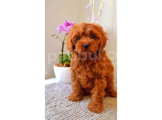 Tooy Poodle Cinsi Yavrular Di̇şi̇ Erkek Mevcuttur 