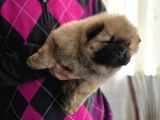 Ankaradan A Kali̇te Chow Chow Bebekler