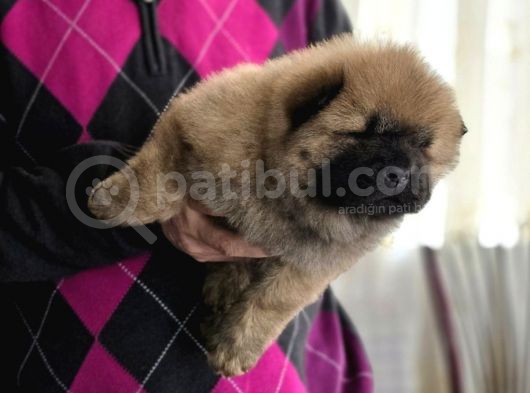 Ankaradan A Kali̇te Chow Chow Bebekler görsel