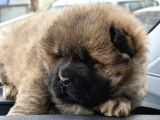 ANKARADAN A KALİTE CHOW CHOW BEBEKLER