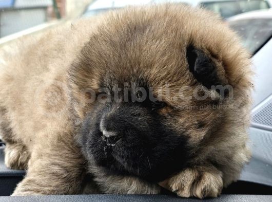 Ankaradan A Kali̇te Chow Chow Bebekler