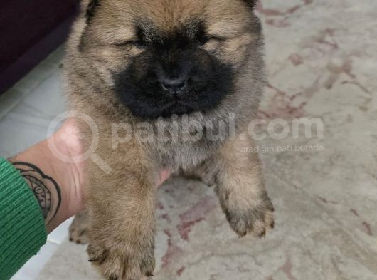 Ankaradan A Kali̇te Chow Chow Bebekler görsel