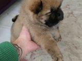 Ankaradan A Kali̇te Chow Chow Bebekler