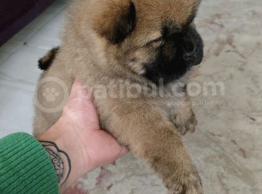 Ankaradan A Kali̇te Chow Chow Bebekler görsel
