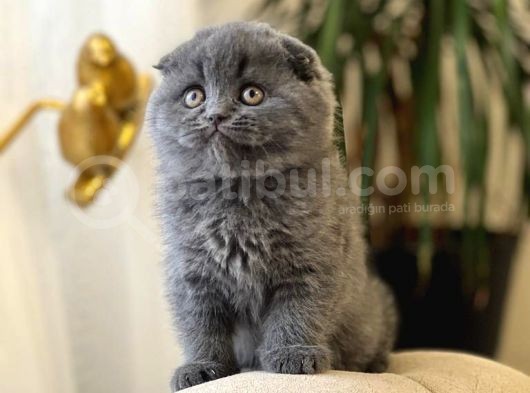 Oyuncu Ayi Surat Scotti̇sh Fold Yavrumuz görsel
