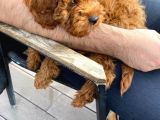 Toy Poodle 3 Aylık