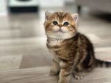 Mükemmel British Shorthair Yavrulari Fenomen Pets Ankara