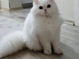 Mükemmel British Shorthair Yavrulari Fenomen Pets Ankara