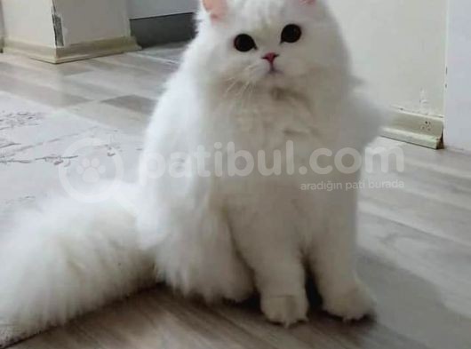 Mükemmel British Shorthair Yavrulari Fenomen Pets Ankara görsel