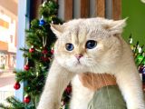 Mükemmel British Shorthair Yavrulari Fenomen Pets Ankara