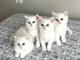 MÜKEMMEL BRITISH SHORTHAIR YAVRULARI FENOMEN PETS ANKARA