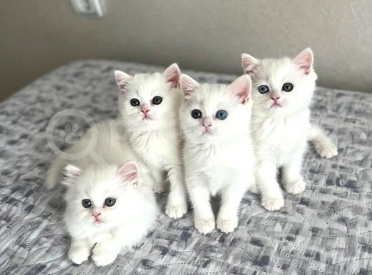 Mükemmel British Shorthair Yavrulari Fenomen Pets Ankara