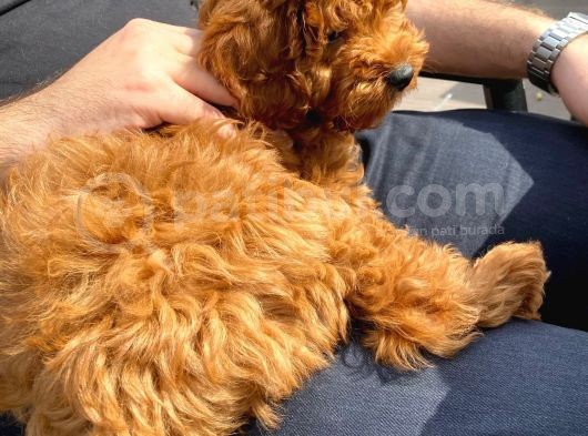 Toy Poodle 3 Aylık görsel