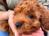 Toy Poodle 3 Aylık