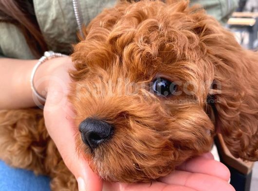 Toy Poodle 3 Aylık