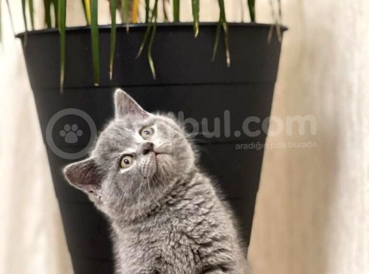 Safkan Oyuncu Blue Bri̇ti̇sh Shorthai̇r Yavrular görsel