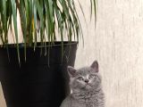 Safkan Oyuncu Blue Bri̇ti̇sh Shorthai̇r Yavrular