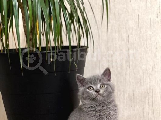 Safkan Oyuncu Blue Bri̇ti̇sh Shorthai̇r Yavrular görsel