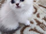 Si̇lver Poi̇nt Bri̇ti̇sh Shorthai̇r Sevi̇mli̇ Yarvrular
