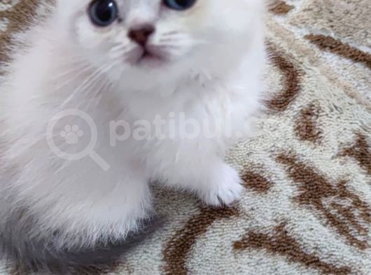 Si̇lver Poi̇nt Bri̇ti̇sh Shorthai̇r Sevi̇mli̇ Yarvrular görsel