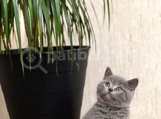 Safkan Oyuncu Blue Bri̇ti̇sh Shorthai̇r Yavrular görsel