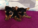 Harika Yorkie Bebekler