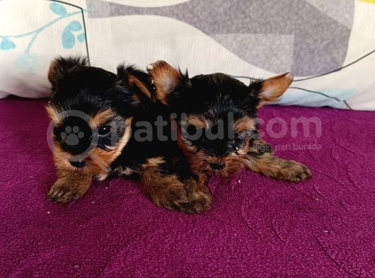 Harika Yorkie Bebekler görsel