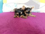 Harika Yorkie Bebekler