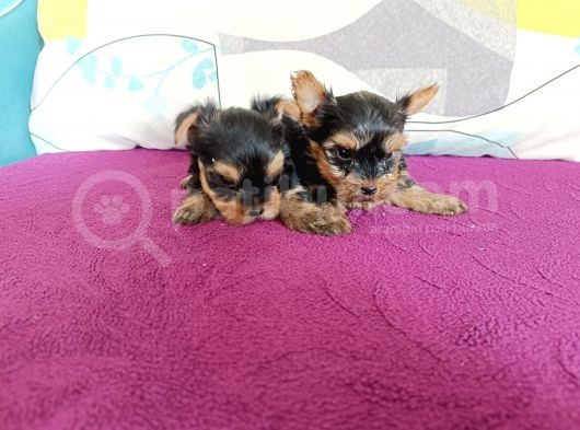 Harika Yorkie Bebekler