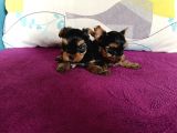 Harika Yorkie Bebekler