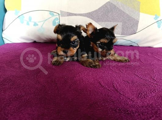 Harika Yorkie Bebekler görsel