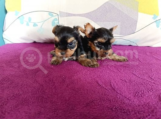 Harika Yorkie Bebekler görsel