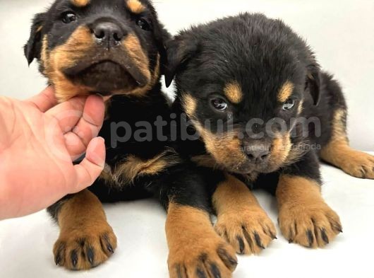 Karma 1 Ve Karma 2 Aşıları Tam Efsane Rottweiler Yavrular görsel