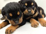 Karma 1 ve Karma 2 aşıları tam Efsane Rottweiler Yavrular
