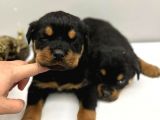 Karma 1 Ve Karma 2 Aşıları Tam Efsane Rottweiler Yavrular