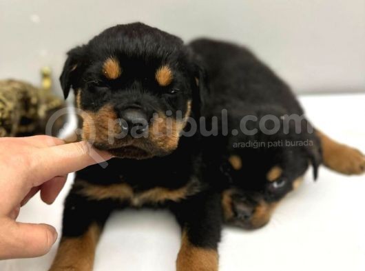 Karma 1 Ve Karma 2 Aşıları Tam Efsane Rottweiler Yavrular görsel
