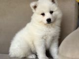 Asil Diye Yazılır Samoyed Diye Okunur