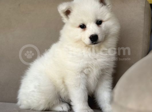 Asil Diye Yazılır Samoyed Diye Okunur görsel
