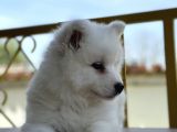 Asil Diye Yazılır Samoyed Diye Okunur