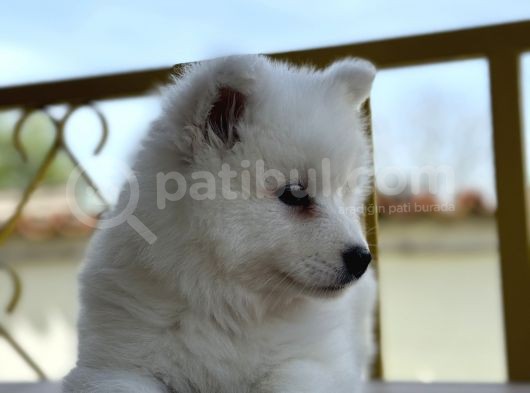 Asil Diye Yazılır Samoyed Diye Okunur görsel