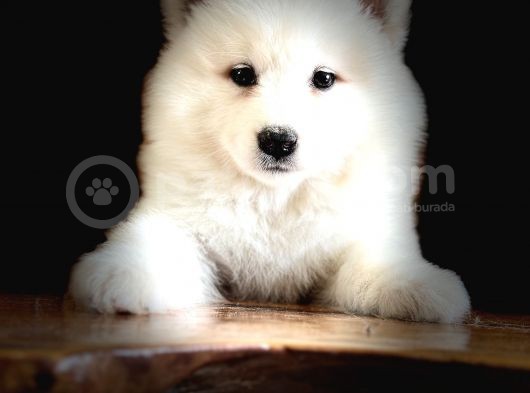 Asil Diye Yazılır Samoyed Diye Okunur görsel