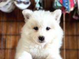 Asil diye yazılır Samoyed diye okunur