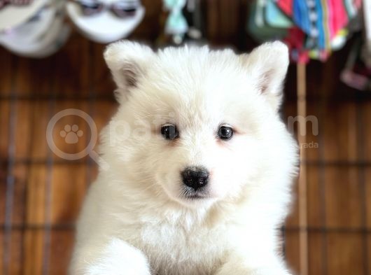 Asil Diye Yazılır Samoyed Diye Okunur
