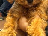 Toy Poodle 3 Aylık