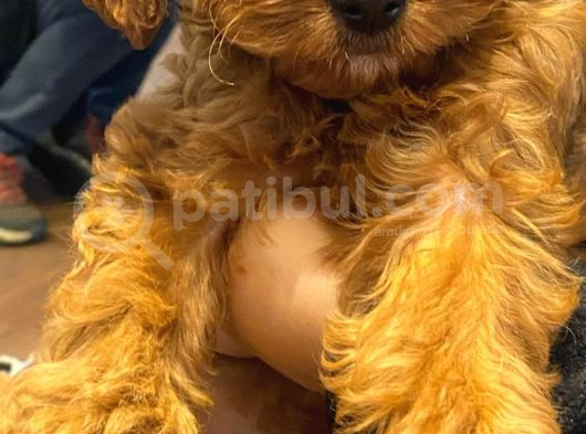 Toy Poodle 3 Aylık görsel