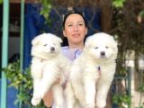 Samoyed Yavrularım Sağlık Ve Irk Garantili